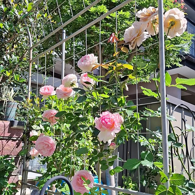midoriさんの部屋