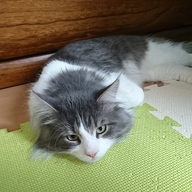 shinobuさんの実例写真