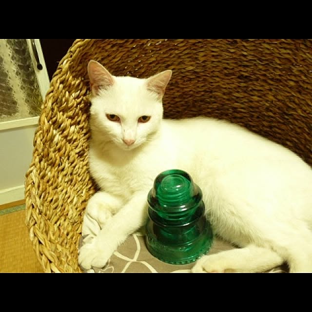 猫/インシュレーター/ベッド周りのインテリア実例 - 2014-11-09 06:52:58
