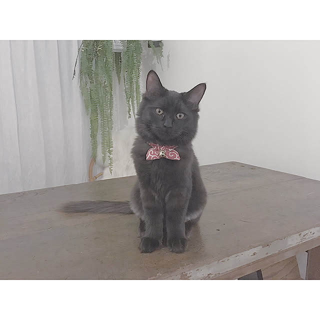 SHIOKONBUさんの実例写真