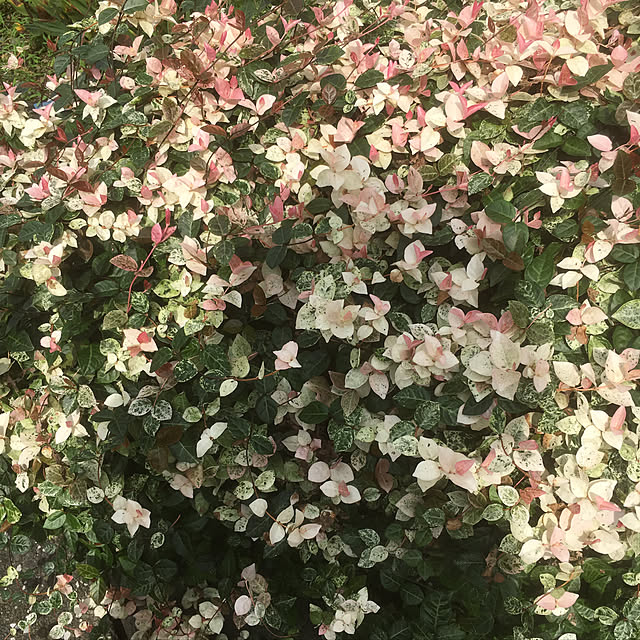 miporinさんの実例写真