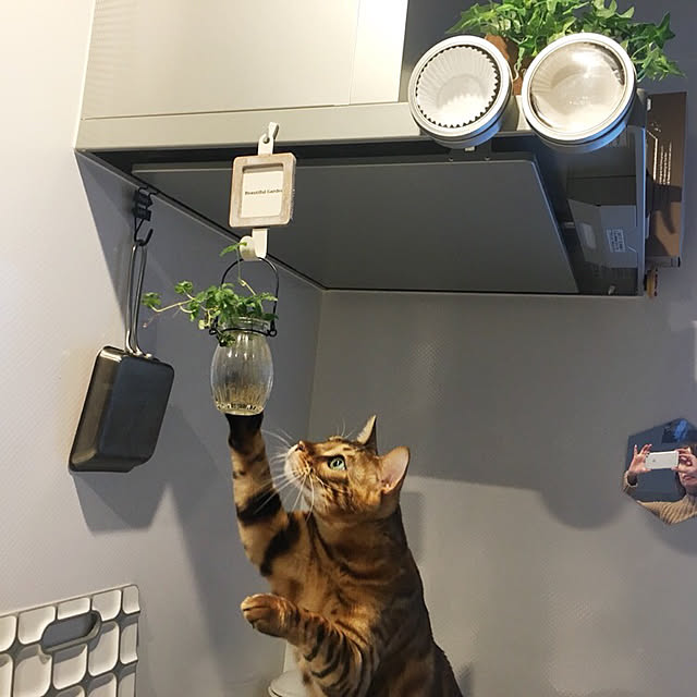 megu.catさんの実例写真