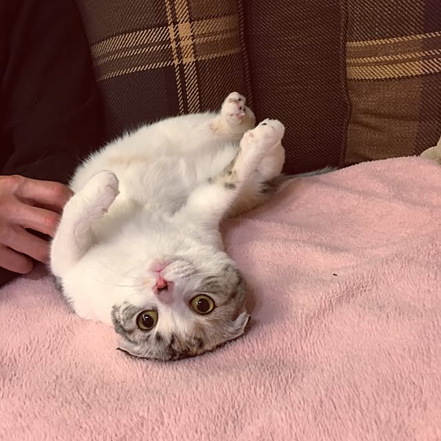 yokkochanさんの実例写真