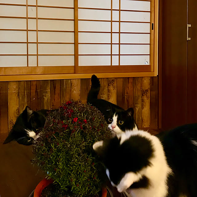butachanさんの実例写真