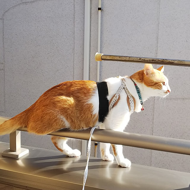 uutann320mozukuさんの実例写真