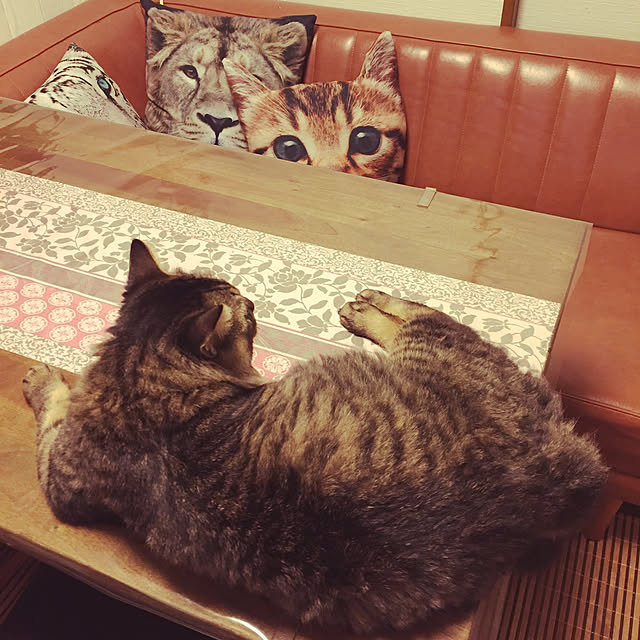 oniyomeさんの実例写真