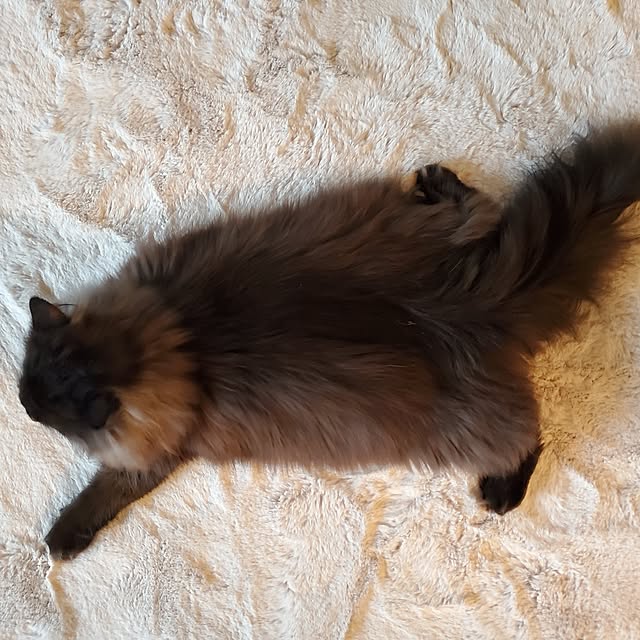 muku+maroさんの部屋