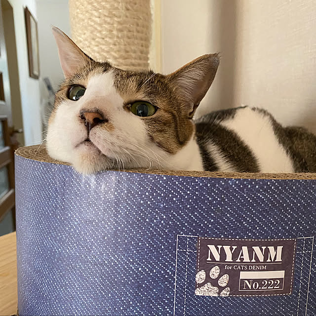 moainanoさんの実例写真