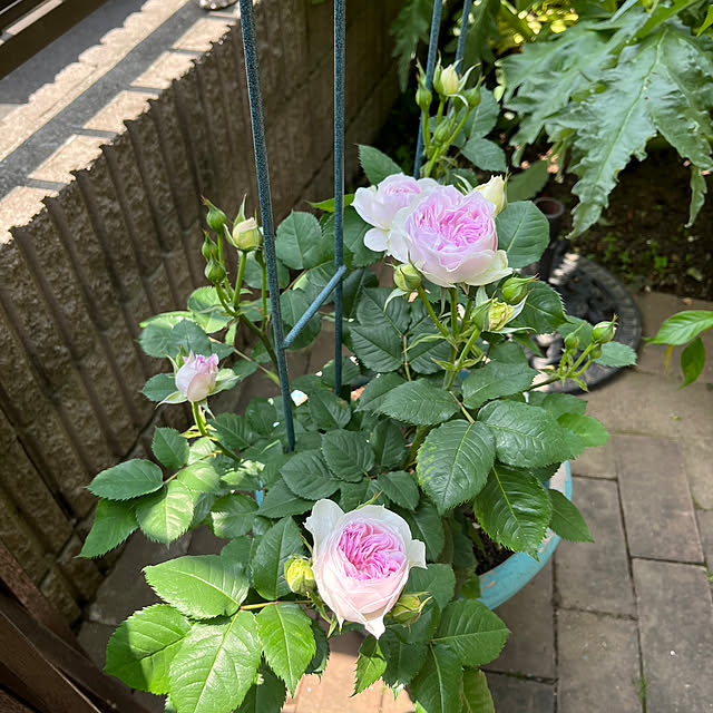 botanさんの部屋