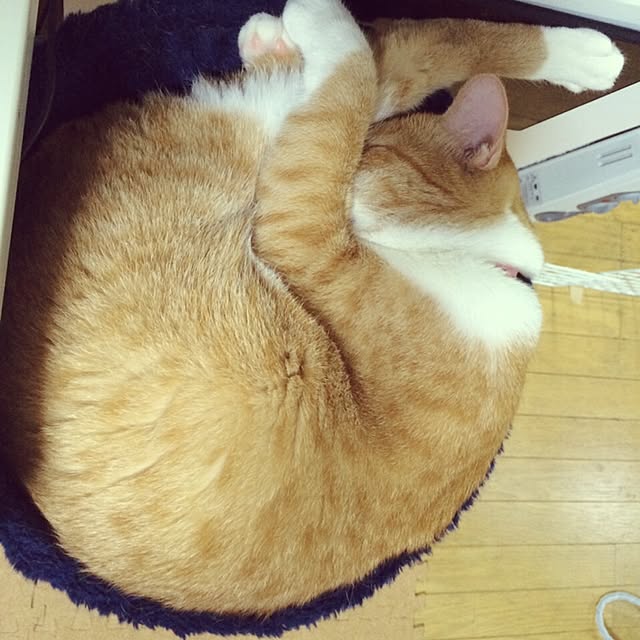 Shuichiさんの実例写真