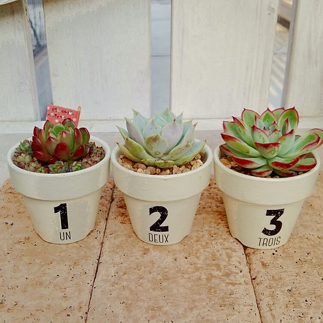 多肉植物寄せ植え ピンクルルビーのおすすめ商品とおしゃれな 多肉植物寄せ植え ピンクルルビーのおすすめ商品とおしゃれな