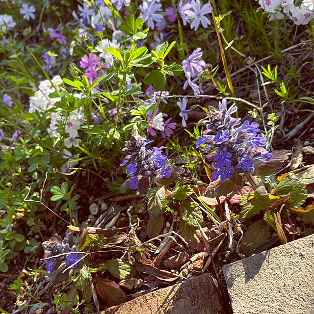 ayayayayaさんの部屋