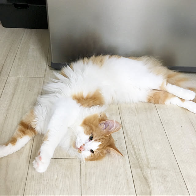 k.さんの実例写真