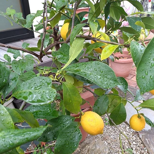 ruapyさんの部屋