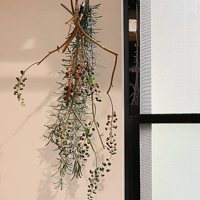 akanekoさんの部屋