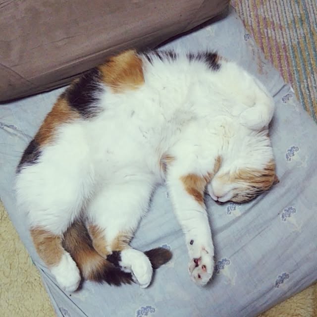 yukieさんの実例写真