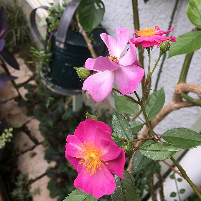 happy0612さんの実例写真