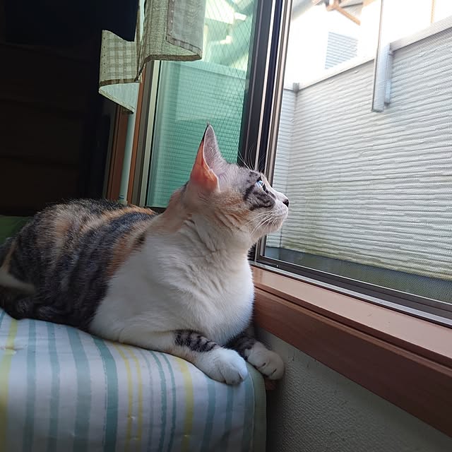 shinobuさんの実例写真