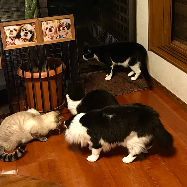 butachanさんの実例写真