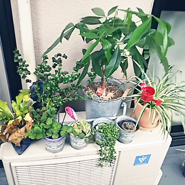 Ayaさんの実例写真