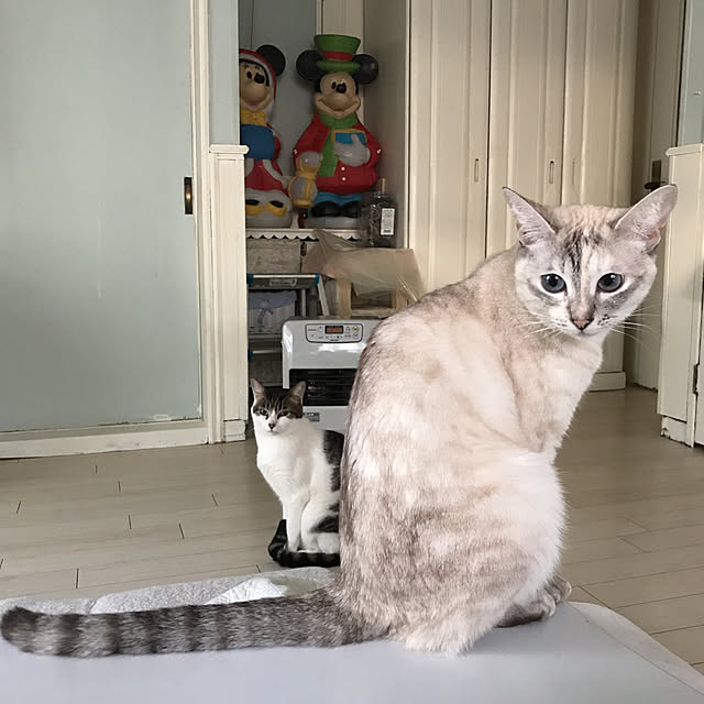 merisannさんの実例写真