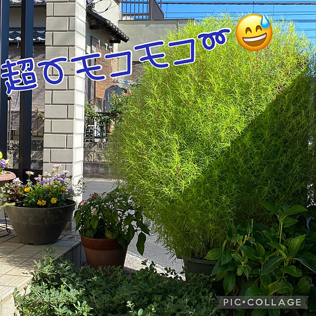 Smilkazuさんの実例写真