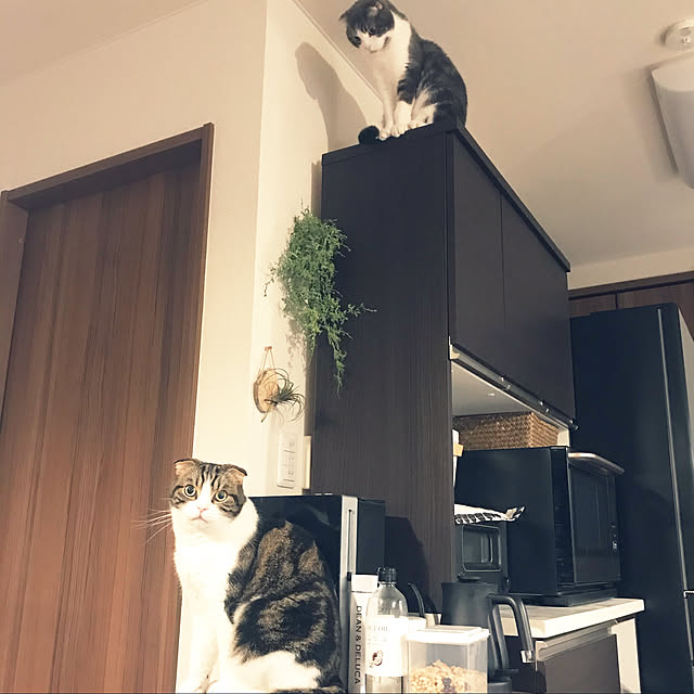tansukeさんの実例写真