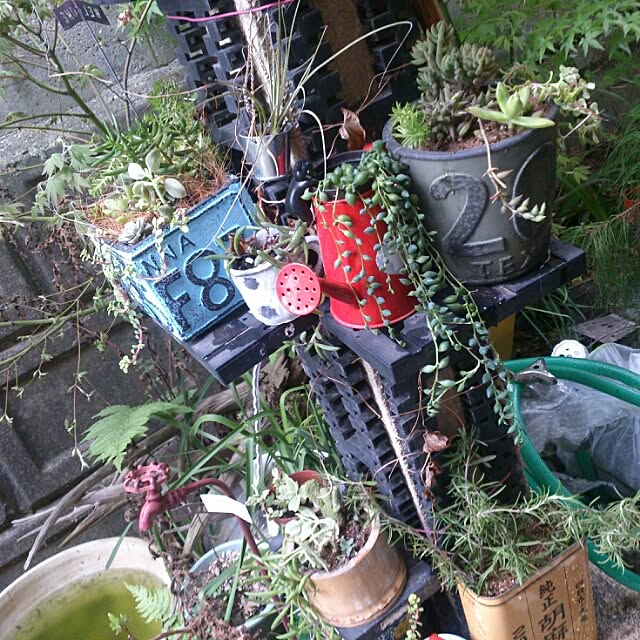 jinjakomainuさんの実例写真