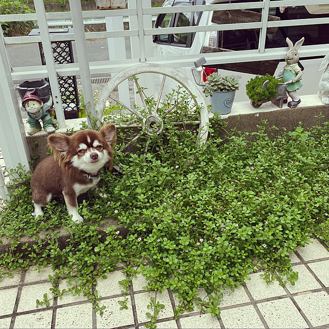 chIoeさんの実例写真