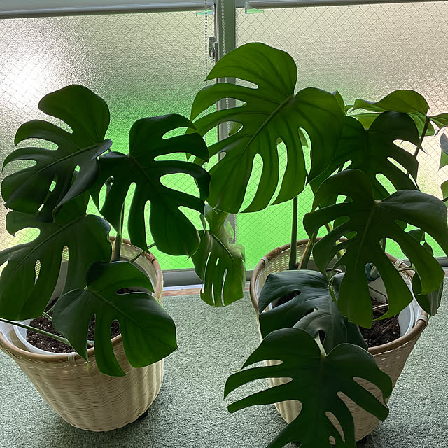 shihoさんの実例写真
