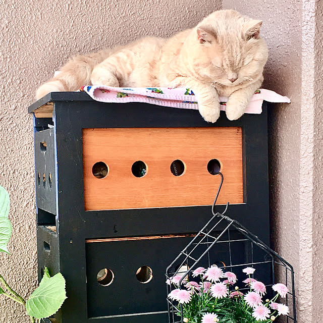 naokoさんの部屋