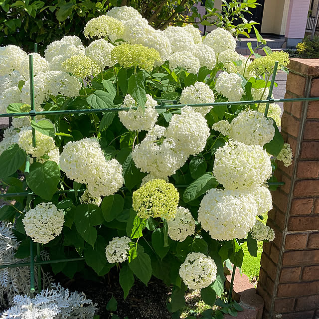 hanioさんの部屋