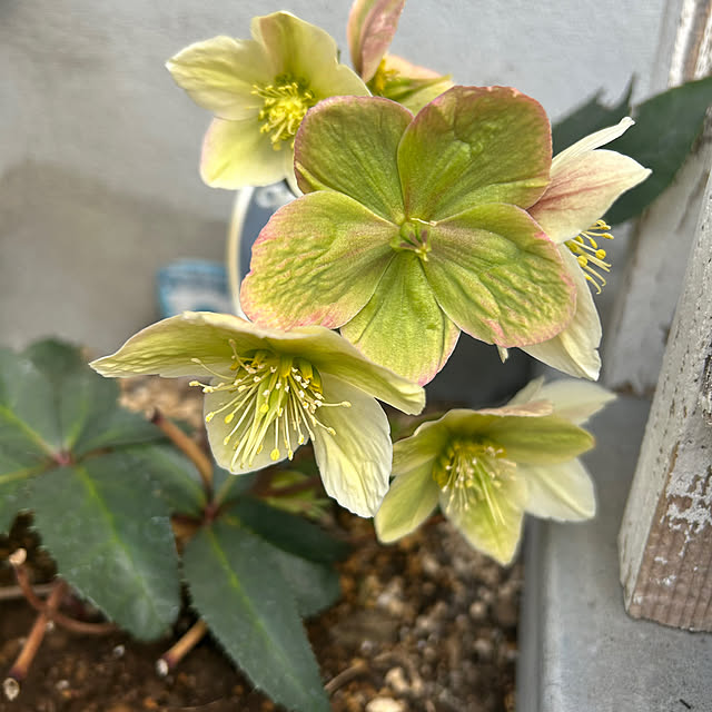 chiiさんの部屋
