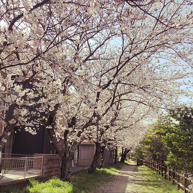 ayuさんの実例写真
