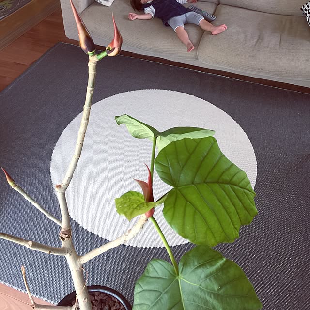 sorasoraさんの実例写真