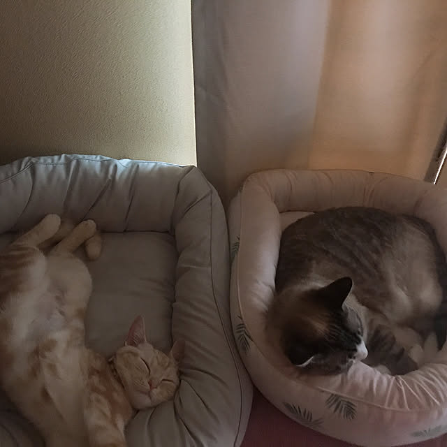rasuさんの実例写真
