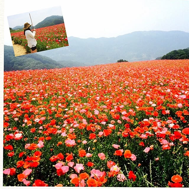 kaoriさんの実例写真