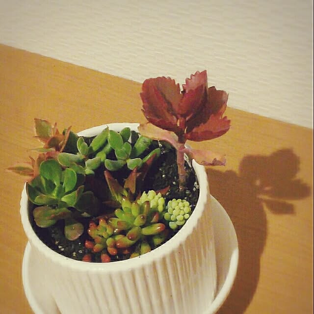 yocciさんの実例写真