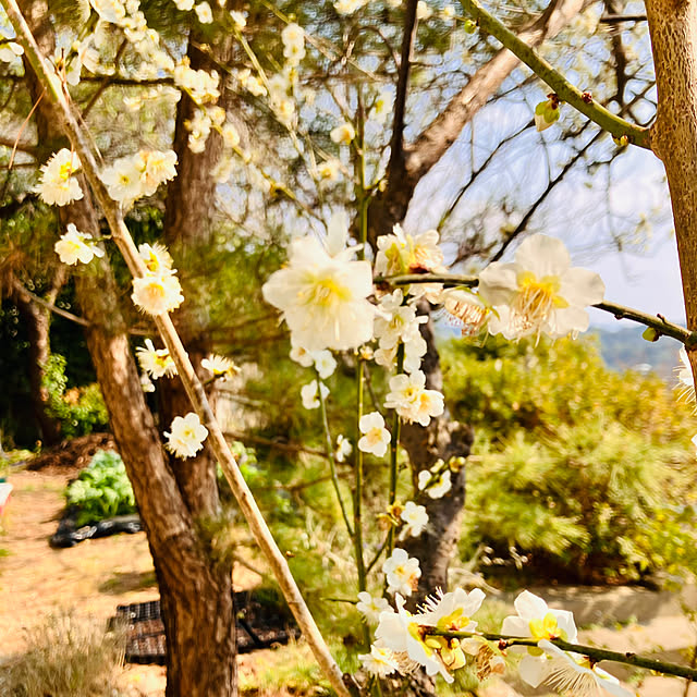 tomorinさんの部屋