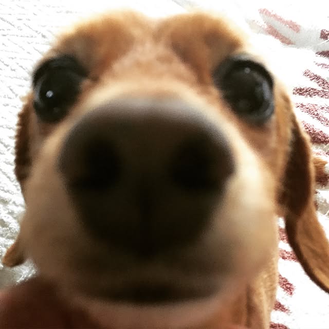 sakuさんの実例写真