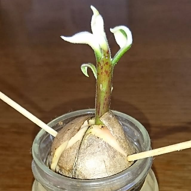 wayumichanさんの実例写真