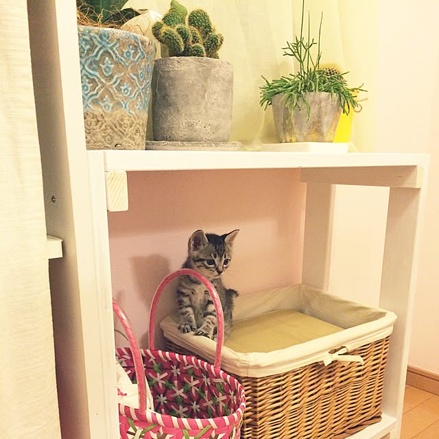 ayumiさんの実例写真