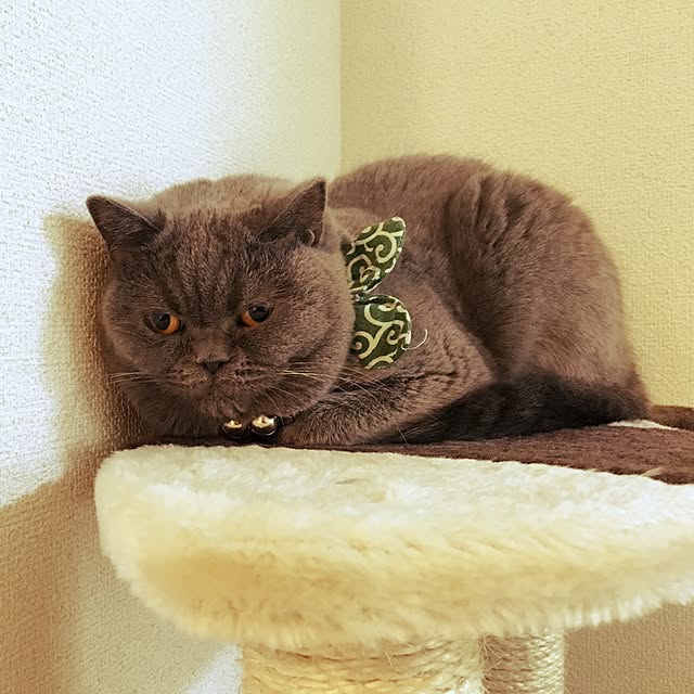 kazuさんの実例写真