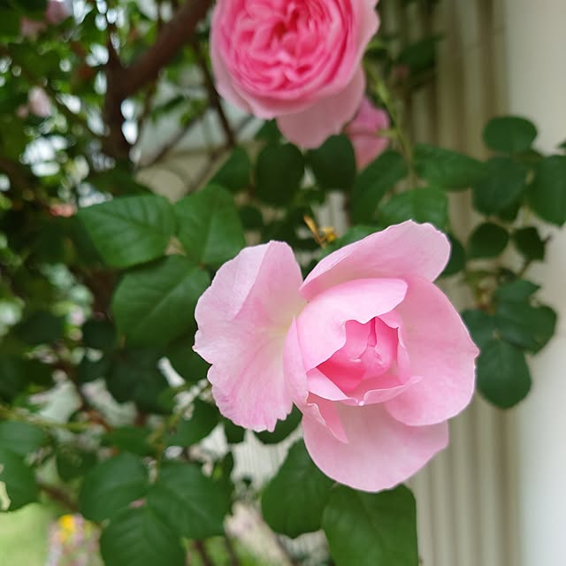 fleur-mamanさんの部屋