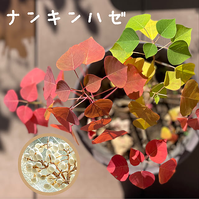 miechuraさんの実例写真