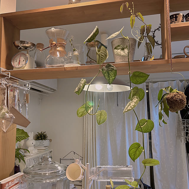 キッチン/観葉植物/カフェ風のインテリア実例 - 2023-09-19 22:39:53