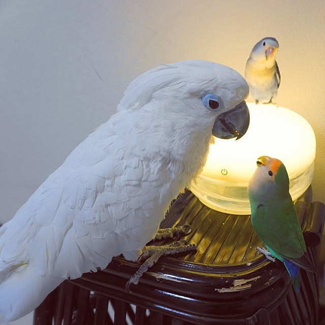 aromameさんの実例写真