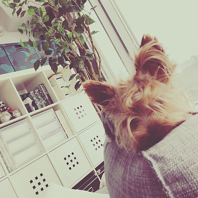 likeさんの実例写真