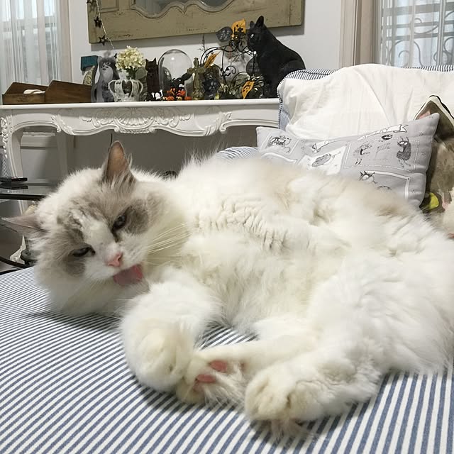 yuchiさんの実例写真