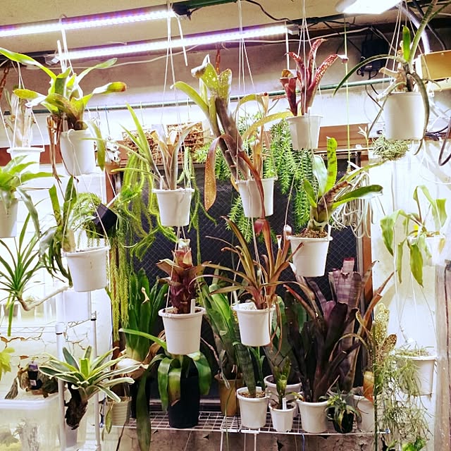 kusakichiさんの実例写真